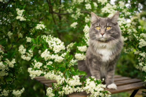 portrait of a beautiful blue tabby maine coon cat sitting on wooden table outdoors in spring under flowering tree with white blossom portrait of a beautiful blue tabby maine coon cat sitting on wooden table outdoors in spring under flowering tree with white blossom